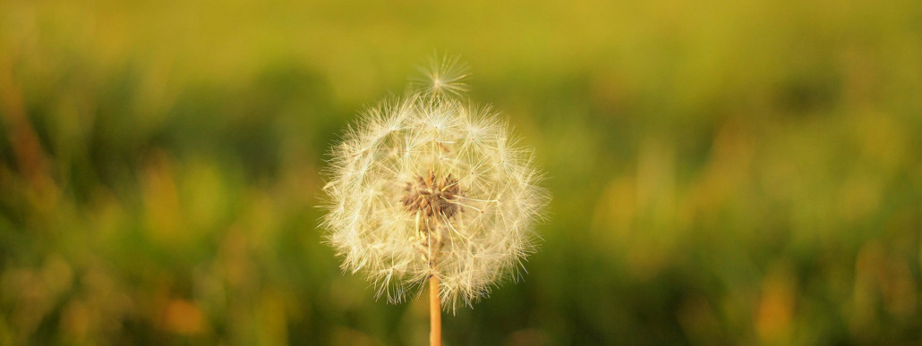 Eine Pusteblume - als Sinnbild, die Ablenkung nicht loszulassen, sondern sie zu akzeptieren.